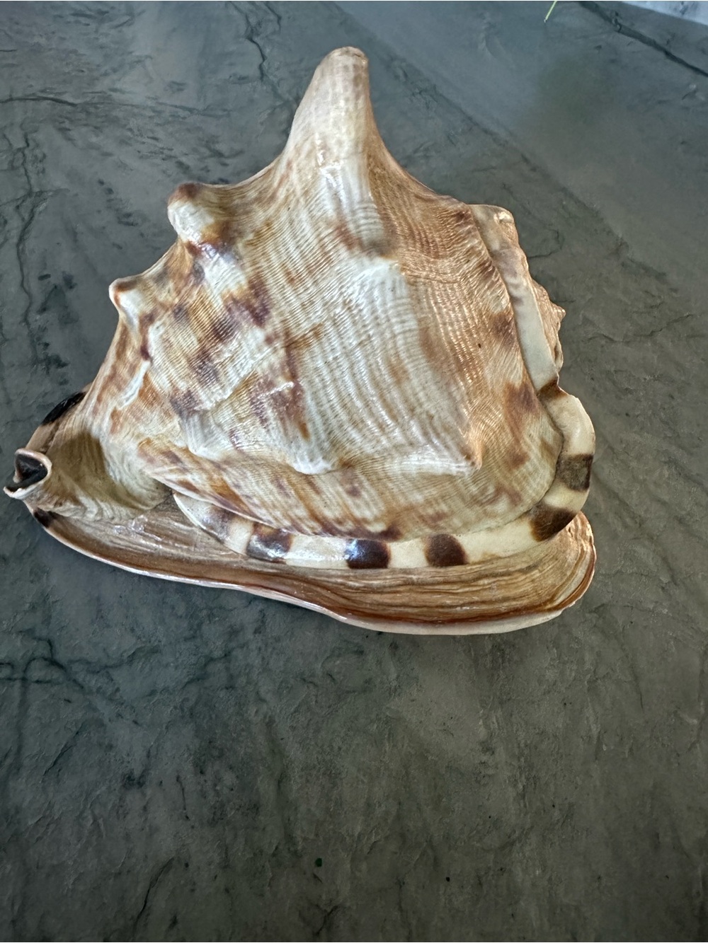 Natural Sea Shell - Beige Brown Seashell Decor - Picture 4 of 6
